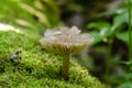 Whitelaced Shank Megacollybia platyphylla grow in forest