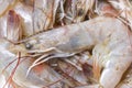 Whiteleg Shrimps. Royalty Free Stock Photo