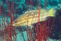 Whitelined grouper hiding in the red coral waiting for prey Royalty Free Stock Photo