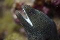 Whitemouth Moray Eel on Coral Reef