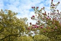 Whiteness and pink magnolia trees Magnoliaceae Royalty Free Stock Photo