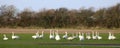 A whiteness of Whooper swans in field Royalty Free Stock Photo