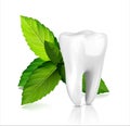 Whitening tooth ads, with mint leaves. Green mint leaves clean fresh concept