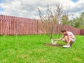 She whitens the trees. Royalty Free Stock Photo