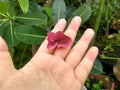 The whiter flower on my hand