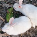 WhiteRabbit Couple Royalty Free Stock Photo
