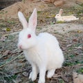 WhiteRabbit Royalty Free Stock Photo