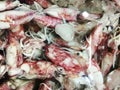 Whiteraw squid seafood in fresh market Royalty Free Stock Photo