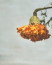 whitered cempasuchil flower used for decoration in Dead Day Celebration