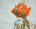 whitered cempasuchil flower used for decoration in Dead Day Celebration