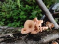 Whitered Fungus Lentinus tigrinus on the murbey tree