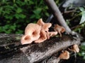 Whitered Fungus Lentinus tigrinus on the murbey tree