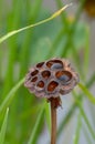 Whitered old and dry lotus seeds in the pond. Royalty Free Stock Photo