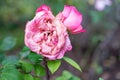 Whitered pink rose with its leaves