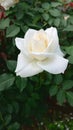 Whiterose Royalty Free Stock Photo