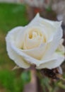 Whiterose Gardens florists flowers Royalty Free Stock Photo