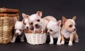 Whites small Chihuahua puppys sitting near cart