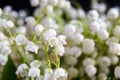 Whites small flowers of May lily of the valley. Poisonous fragrant plant Convallaria majalis. A closeup