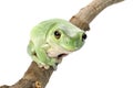 Whites Tree Frog Royalty Free Stock Photo