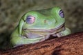 Whites tree frog Royalty Free Stock Photo