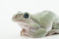 Whites Tree Frog Royalty Free Stock Photo