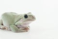 Whites Tree Frog Royalty Free Stock Photo