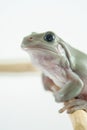 Whites Tree Frog Royalty Free Stock Photo