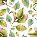 WhiteSeamless pattern with rose buds and leaves. Watercolor llustration on white background. For the design of shawl, handkerchief