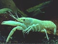 WhiteShrimp, Shrimp, Deep In The Sea Royalty Free Stock Photo