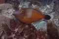 Whitespotted Filefish on Caribbean Coral Reef