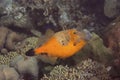 Whitespotted Filefish on Caribbean Coral Reef