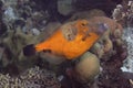 Whitespotted Filefish on Caribbean Coral Reef