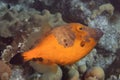 Whitespotted Filefish on Caribbean Coral Reef