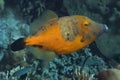 Whitespotted Filefish on Caribbean Coral Reef