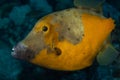 Whitespotted Filefish on Caribbean Coral Reef