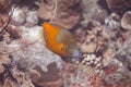 Whitespotted Filefish