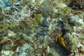 Whitespotted filefish in a reef