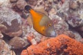 Whitespotted Filefish