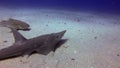 Whitespotted Guitarfish & Leopard Shark.Shovelnose Shark.Shovelnose Ray. Sunlit Blue Sea