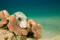 Whitespotted puffer Royalty Free Stock Photo