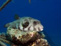 Whitespotted puffer Arothron hispidus Royalty Free Stock Photo