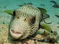 Whitespotted puffer Arothron hispidus