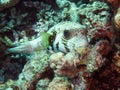 Whitespotted puffer Arothron hispidus