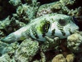 Whitespotted puffer Arothron hispidus Royalty Free Stock Photo