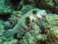 Whitespotted puffer Arothron hispidus Royalty Free Stock Photo