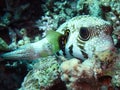 Whitespotted puffer Arothron hispidus Royalty Free Stock Photo