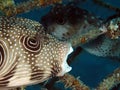 Whitespotted puffer Arothron hispidus