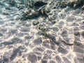 Whitespotted Puffer Arothron hispidus at coral reef Royalty Free Stock Photo