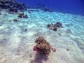 Whitespotted Puffer Arothron hispidus at coral reef Royalty Free Stock Photo