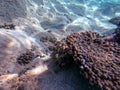 Whitespotted Puffer (Arothron hispidus) at coral reef Royalty Free Stock Photo